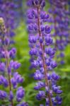 Blue Violet Lupine Flower