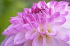 Cerise Pink Dahlia