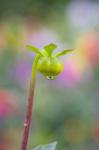 Dahlia Bud