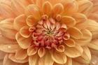 Orange Dahlia