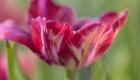 Rembrandt Inner Wheel Tulip