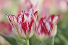 Rembrandt Silver Standard Tulip