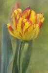 Rembrandt Tulip