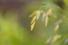 Sea Oats Grass