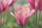 Tulip Mirella