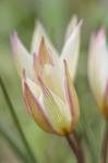 Tulip Primulina