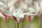 Tulipa Clusiana Cashmeriana