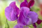 Two Sweet Pea Flowers