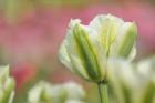 White and Green Tulip