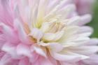 White and Pink Dahlia