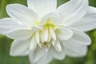 White Dahlia