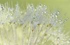 Dandelion Dew I