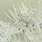 Dandelion Dew III