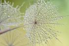 Dewy Dandelion