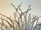 Dewy Grass