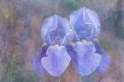 Iris Blue Rhythm