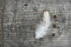 Feather on Rough Wood