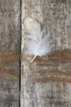 Feather on Wood I