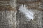 Feather on Wood II