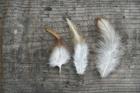 Three Feathers on Wood