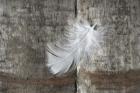 Whilte Feather on Rough Wood