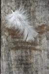 White Feather on Wood