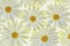 Daisy Flowers