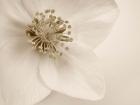 Hellebore Christmas Rose