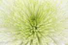 Lime Light Spider Mum