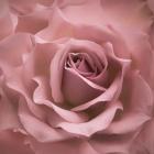 Misty Rose Pink Rose