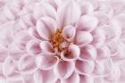 Pink Dahlia