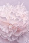 Pink Peony Petals I