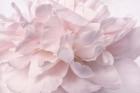 Pink Peony Petals II