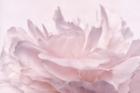 Pink Peony Petals III