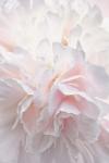 Pink Peony Petals IV