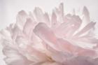 Pink Peony Petals V