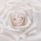 Soft White Rose