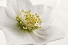 White Helleborus