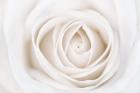 White Rose