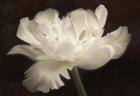 White Tulip II