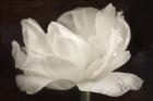White Tulip III