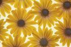 Yellow Cape Dasies