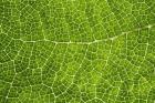 Green Leaf Texture