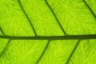 Leaf Texture III