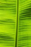 Leaf Texture VIII