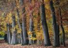 Autumn Beeches I