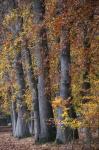 Autumn Beeches II