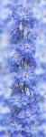 Blue Larkspur