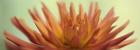 Orange Dahlia Scape