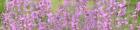 Pink Flower Scape